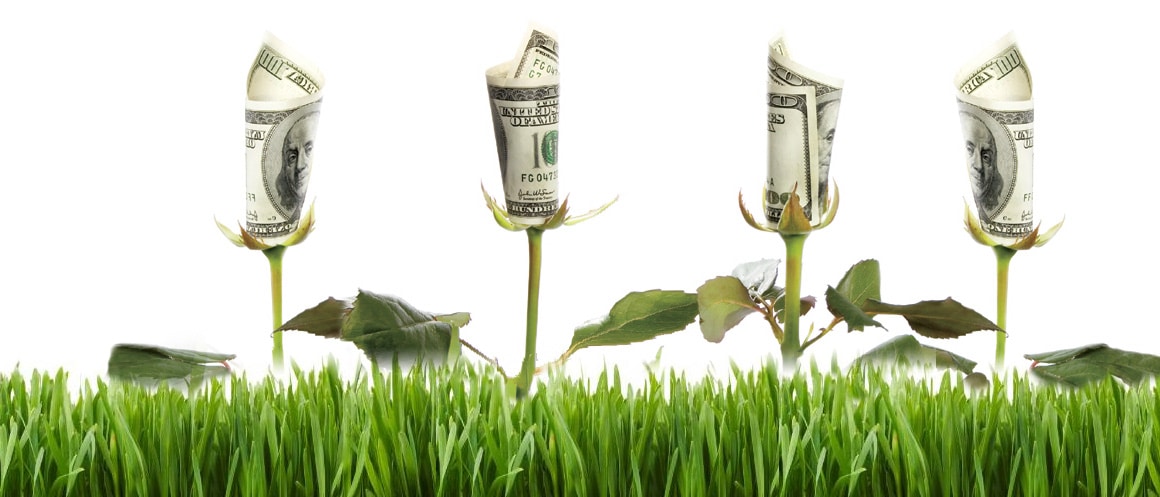 piante il cui fiore sono soldi cartacei: rappresentazione di pubblicità web investimenti crescita e danaro